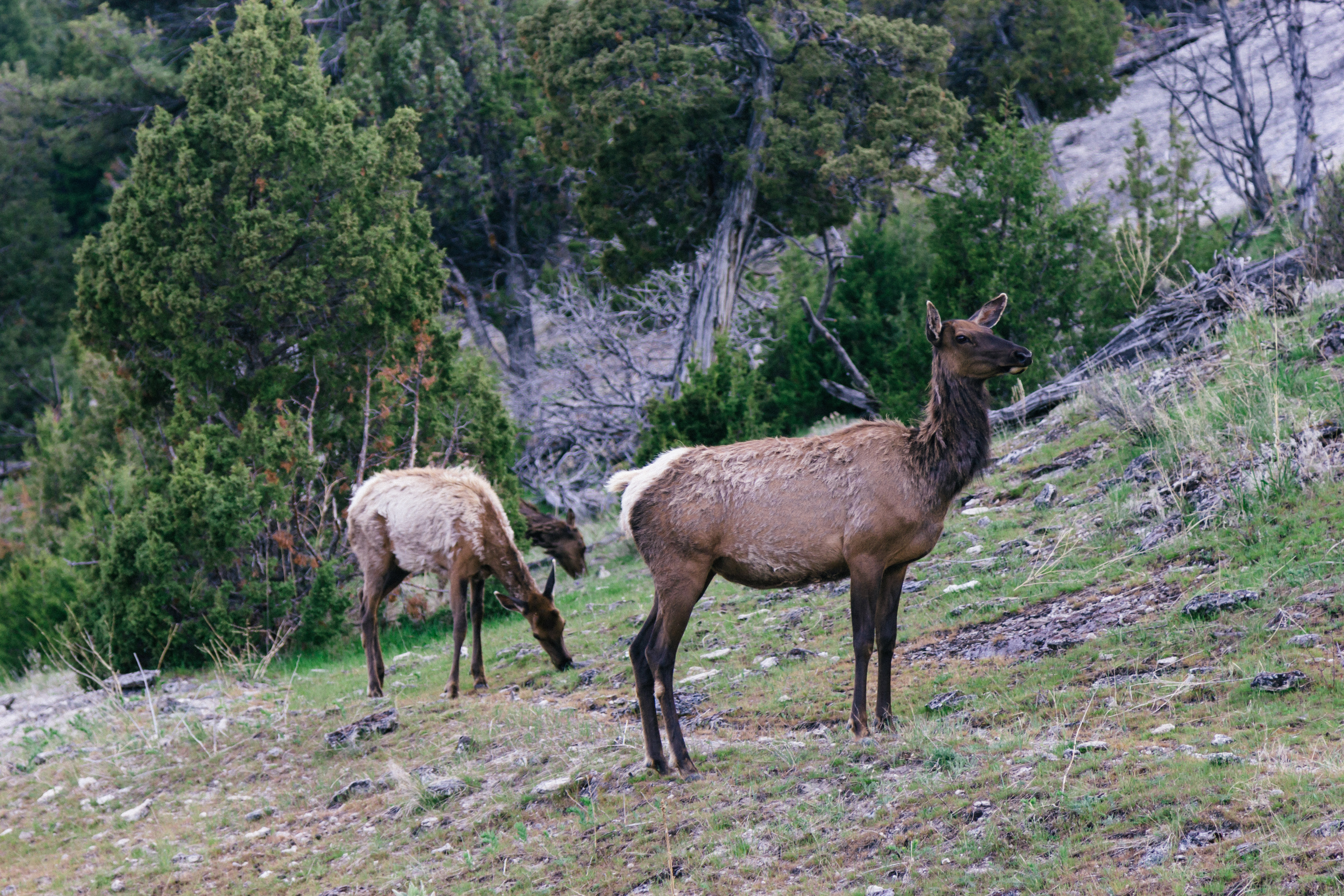 Deers.